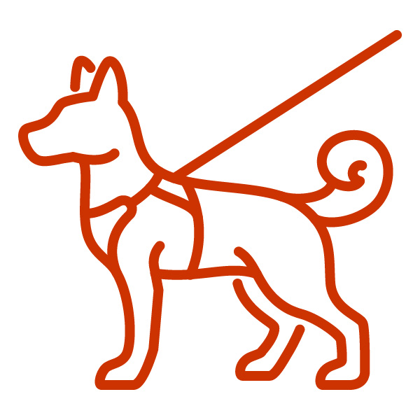 A dog wearing a vest and leash