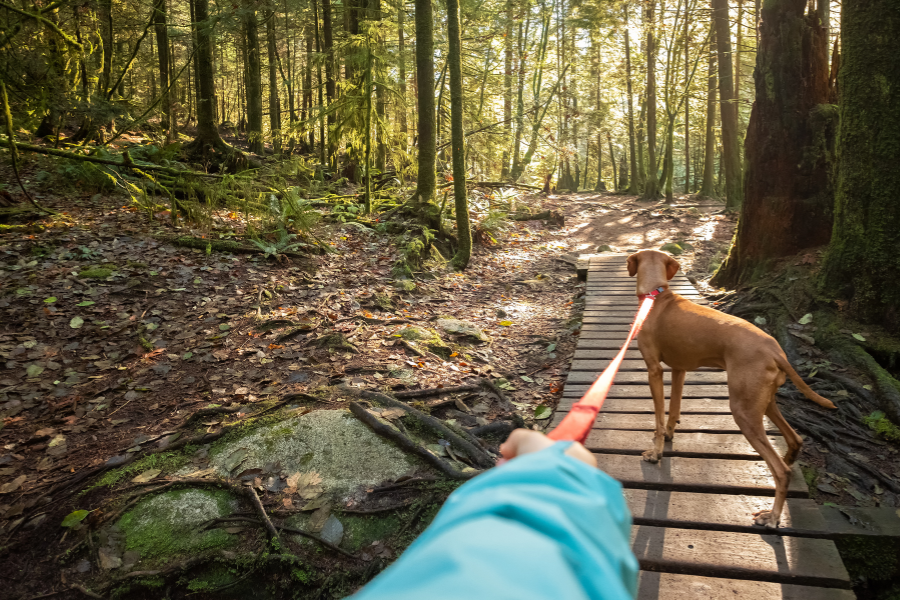 Dog on leash hiking